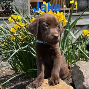 Jake, Chocolate Labrador Retriever Puppy